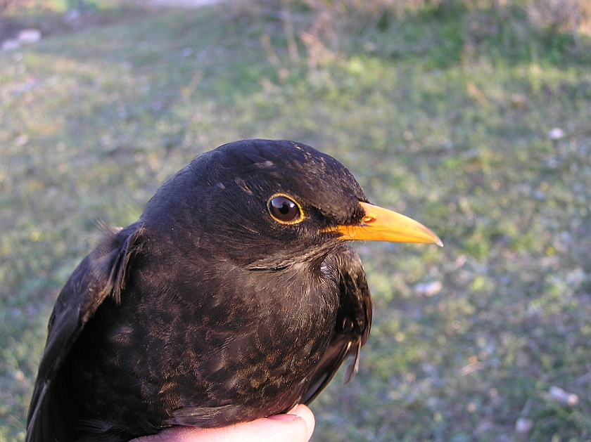 Common Blackbird, Sundre 20070503